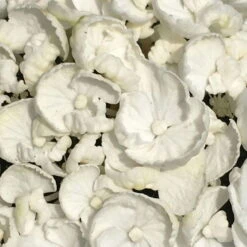 Gartenhortensie 'Curly Wurly®' Weiß, 23 Cm Topf