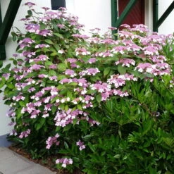 Japanische Berg-Hortensien 'Blue Deckle' & 'Blue Bird', 2er-Set, Topf 4 Liter -Stihl Pflanzen Verkauf 0415500167 Hydrangea serrata Blue Deckle Blue Bird 2 104398