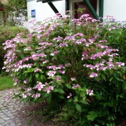 Japanische Berg-Hortensien 'Blue Deckle' & 'Blue Bird', 2er-Set, Topf 4 Liter -Stihl Pflanzen Verkauf 0415500167 Hydrangea serrata Blue Deckle Blue Bird 3 104399