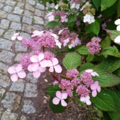 Japanische Berg-Hortensien 'Blue Deckle' & 'Blue Bird', 2er-Set, Topf 4 Liter -Stihl Pflanzen Verkauf 0415500167 Hydrangea serrata Blue Deckle Blue Bird 4 104400