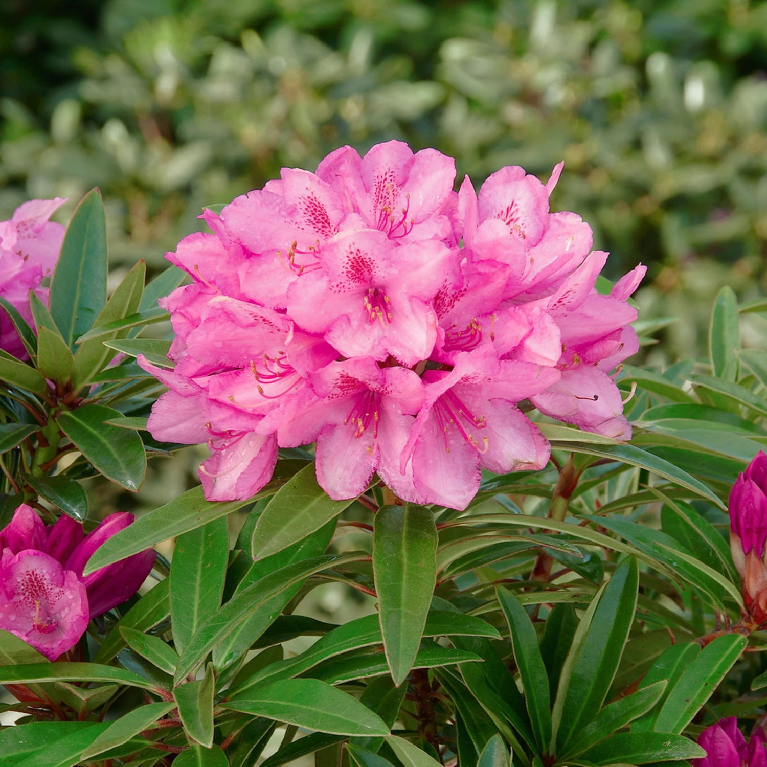 Rhododendron 'Graziella' Hellrosa, 3er-Set, Höhe 20-30 Cm, Topf 2,5 Liter 1 Rhododendron 'Graziella' Hellrosa, 3er-Set, Höhe 20-30 Cm, Topf 2,5 Liter