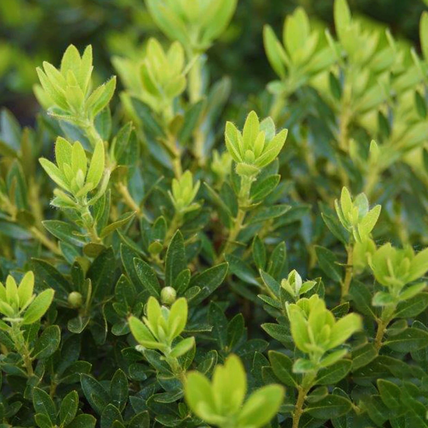 Rhododendron 'Bloombux'® Pink, 6er-Set, Höhe 20-25 Cm, Topf 2 Liter 5 Rhododendron 'Bloombux'® Pink, 6er-Set, Höhe 20-25 Cm, Topf 2 Liter – Bild 5