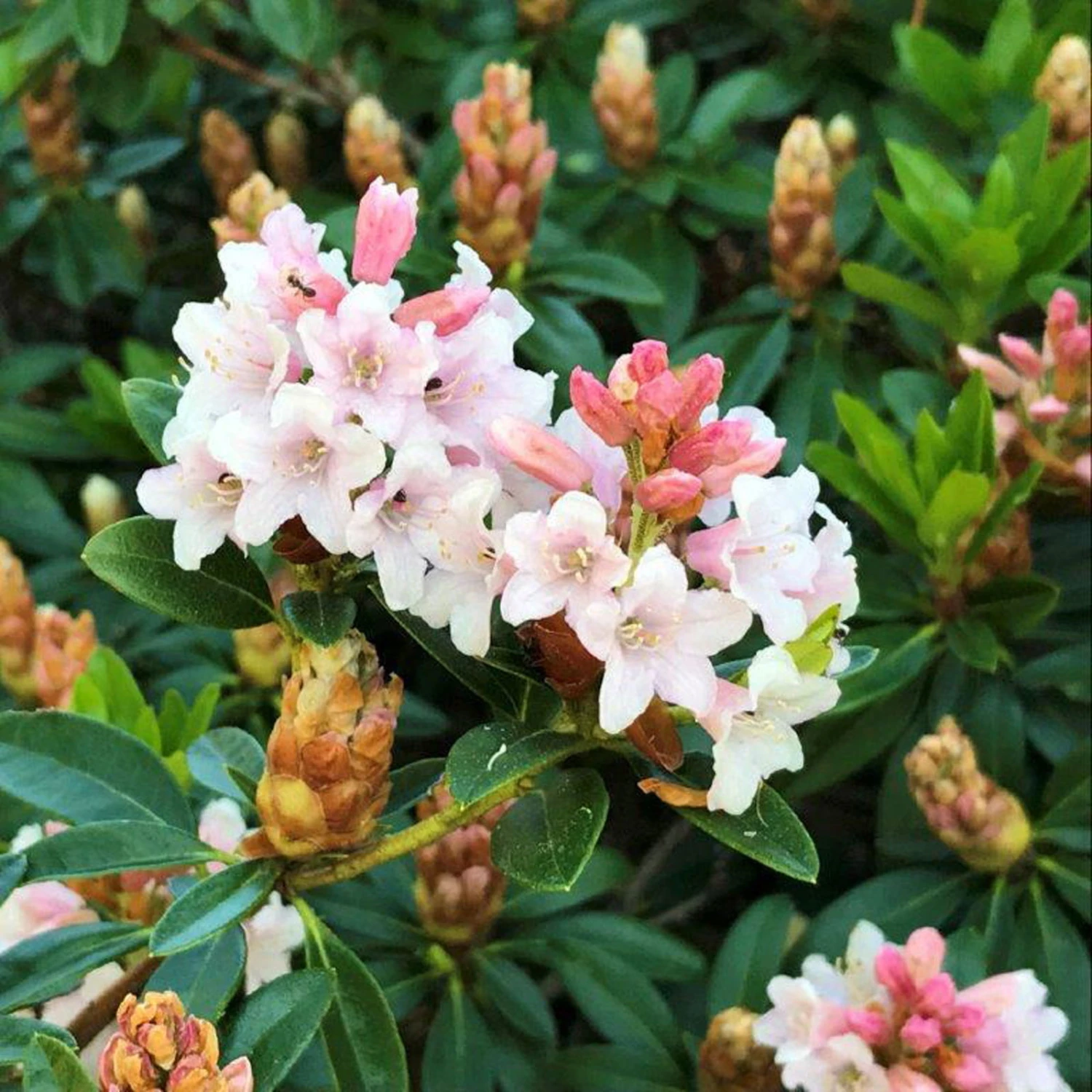 Rhododendron 'Bloombux'® Pink, 6er-Set, Höhe 20-25 Cm, Topf 2 Liter 2 Rhododendron 'Bloombux'® Pink, 6er-Set, Höhe 20-25 Cm, Topf 2 Liter – Bild 2