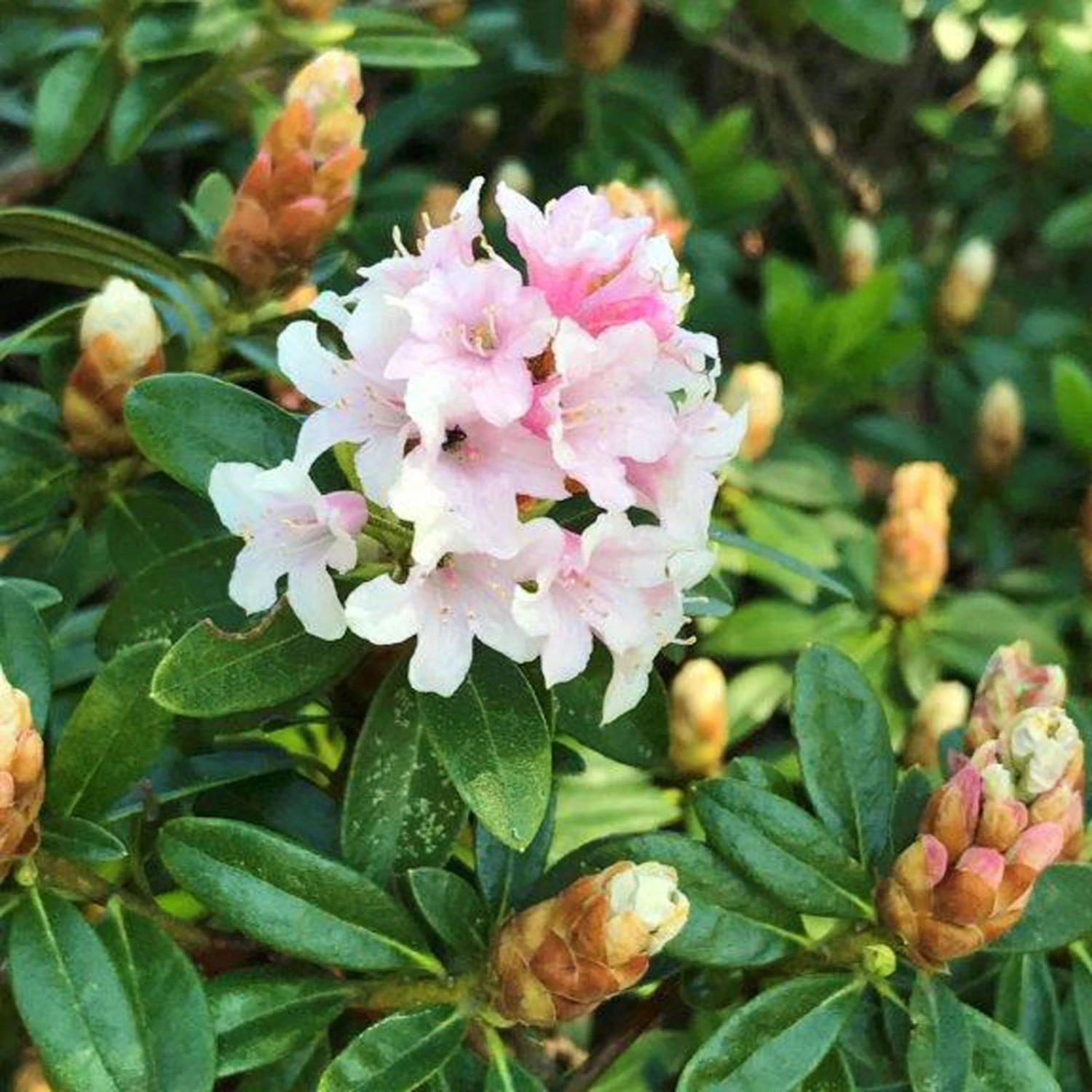 Rhododendron 'Bloombux'® Pink, 6er-Set, Höhe 20-25 Cm, Topf 2 Liter 3 Rhododendron 'Bloombux'® Pink, 6er-Set, Höhe 20-25 Cm, Topf 2 Liter – Bild 3