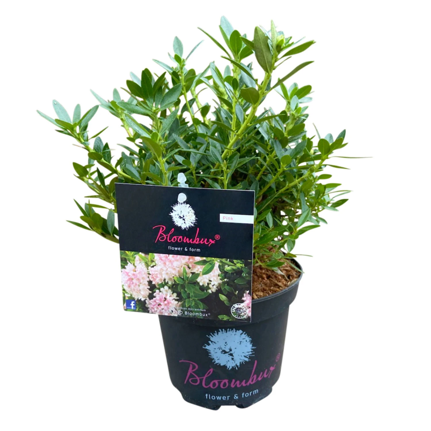 Rhododendron 'Bloombux'® Pink, 6er-Set, Höhe 20-25 Cm, Topf 2 Liter 1 Rhododendron 'Bloombux'® Pink, 6er-Set, Höhe 20-25 Cm, Topf 2 Liter