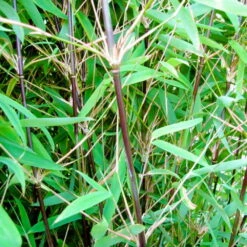 Schwarzer Gartenbambus 'Black Pearl', 30er-Set, Höhe 60-80 Cm, Topf 7,5 Liter