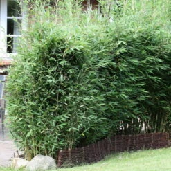 25er-Set Bambus-Hecken-Set Fargesia Spathacea "Blue Lizard"®, Höhe 80-100 Cm, Im 10 Liter Topf