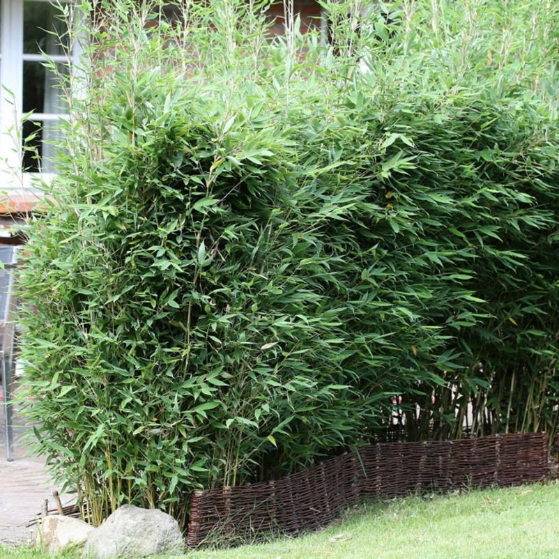 15er-Set Bambus-Hecken-Set Fargesia "Blue Lizard", Höhe 100-125 Cm, Im 20 Liter Topf 1 15er-Set Bambus-Hecken-Set Fargesia "Blue Lizard", Höhe 100-125 Cm, Im 20 Liter Topf