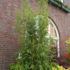 Säulenbambus 'Maasai'EUⓈ, 20er-Set, Höhe Ca. 80-100 Cm, Topf 15 Liter