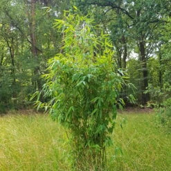 Elfenbein-Bambus 'Ivory Ibis'® (Japo 55' EU-S), 10er-Set, Höhe 80-100 Cm -Stihl Pflanzen Verkauf 0425100383 0425100384 Fargesia Ivory Ibis 080100 WEB 2 94511