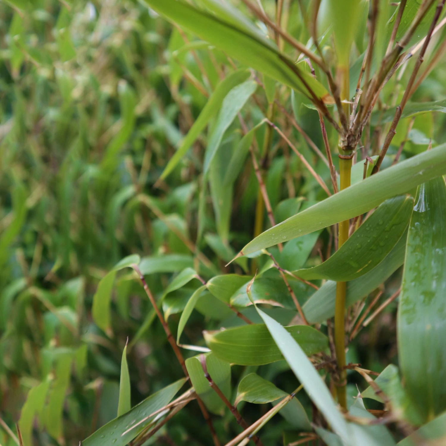 Elfenbein-Bambus 'Ivory Ibis'® (Japo 55' EU-S), 25er-Set, Höhe 80-100 Cm 4 Elfenbein-Bambus 'Ivory Ibis'® (Japo 55' EU-S), 25er-Set, Höhe 80-100 Cm – Bild 4