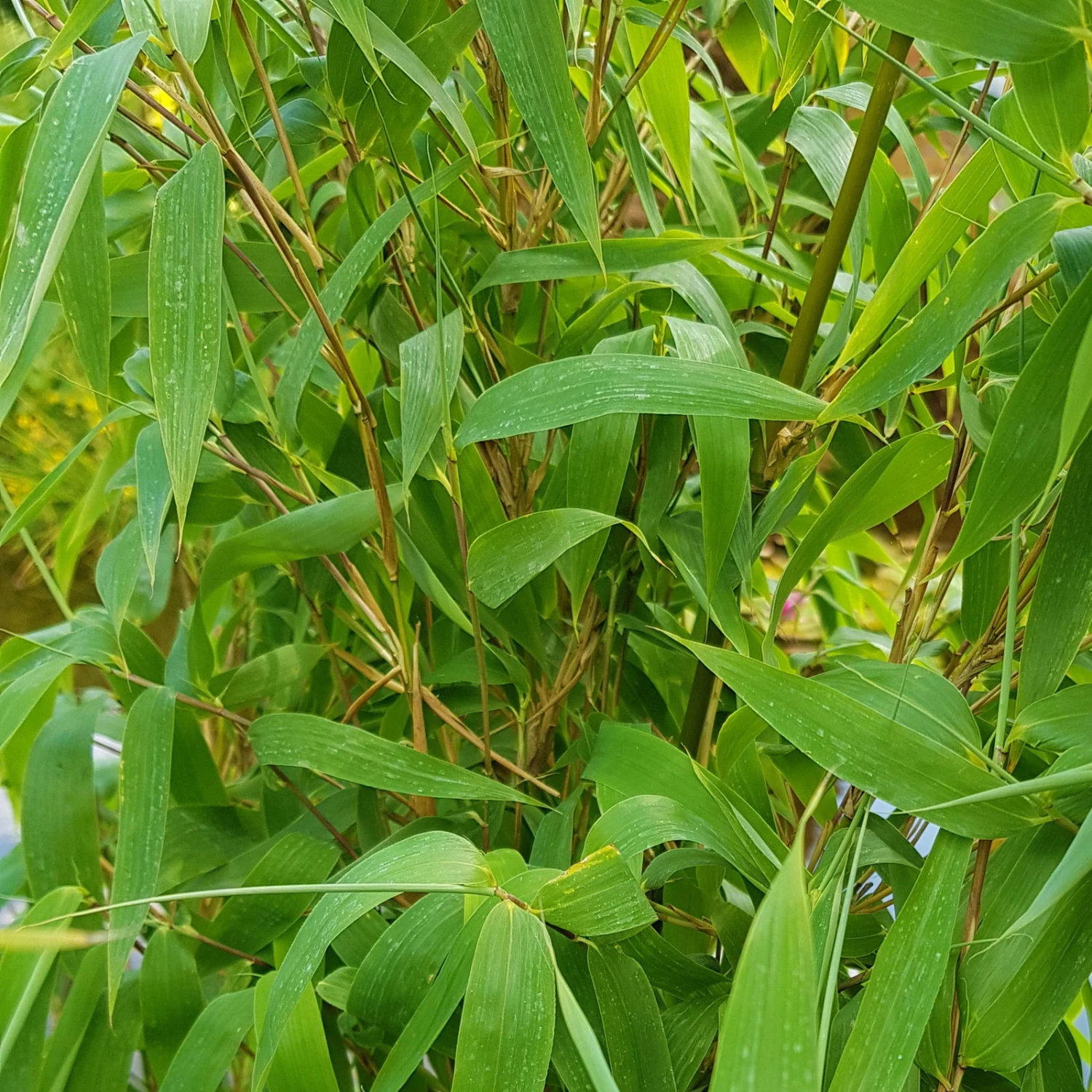 Elfenbein-Bambus 'Ivory Ibis'® (Japo 55' EU-S), 25er-Set, Höhe 80-100 Cm 2 Elfenbein-Bambus 'Ivory Ibis'® (Japo 55' EU-S), 25er-Set, Höhe 80-100 Cm – Bild 2