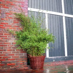 Bambus 'Malachite Monkeys'® EU-S, 2er-Set, Höhe Ca. 80-100 Cm, Topf 10 Liter