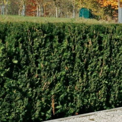 Taxus Baccata 'Westerstede', Höhe 060/080 Cm, Im 12 Lt. Topf