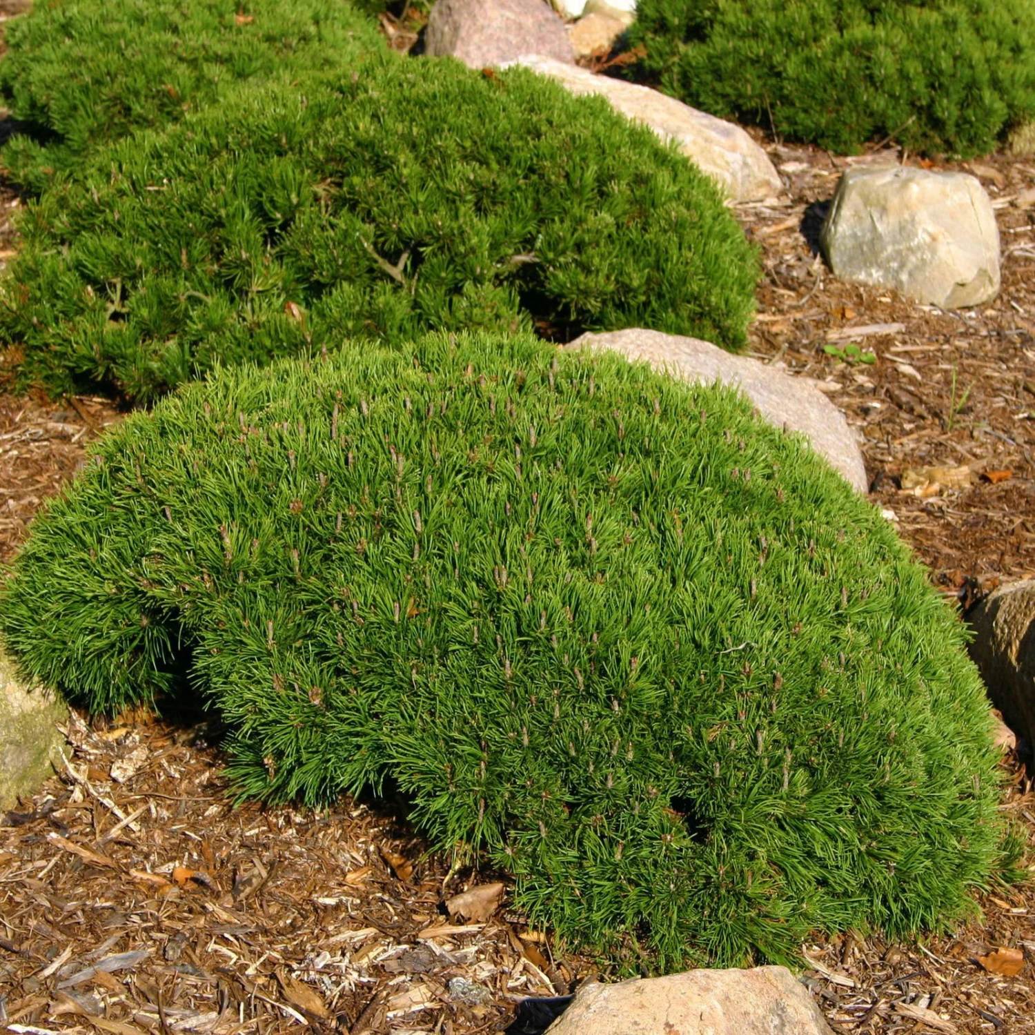 10er-Set Zwergbergkiefer 'Typ Tirol', Höhe 20-30 Cm, Je 2 Liter Topf 1 10er-Set Zwergbergkiefer 'Typ Tirol', Höhe 20-30 Cm, Je 2 Liter Topf