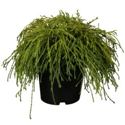 Grüne Zwerg-Fadenzypresse, 10er-Set, Höhe 15-20 Cm, Topf 2 Liter