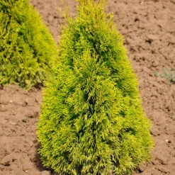 Thuja Occ. 'Golden Smaragd'®, Höhe 050/060, Im 10 Lt. Topf