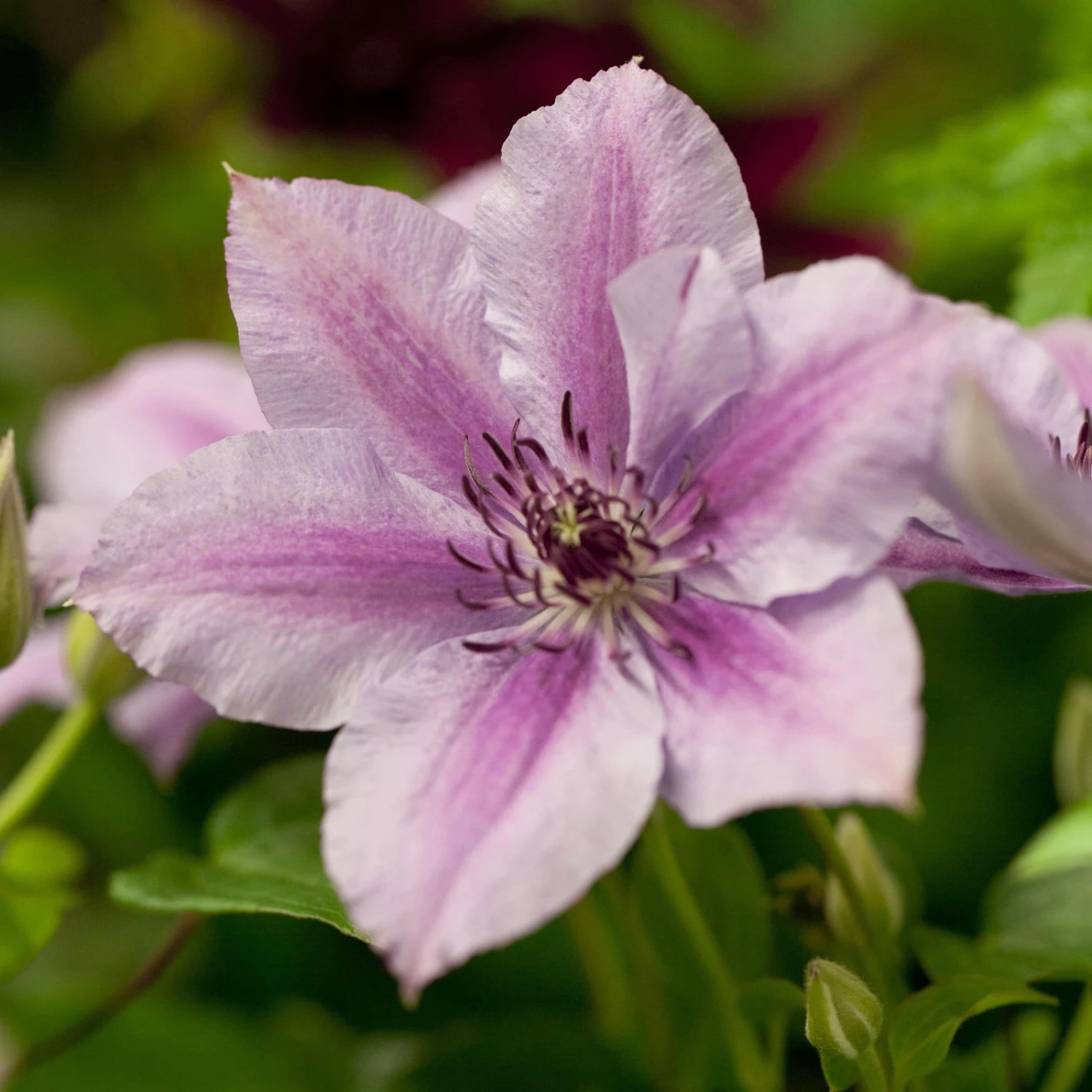 Clematis 'Nelly Moser', 2er-Set, Weißrosa, Höhe 60-80 Cm, Topf 2 Liter 1 Clematis 'Nelly Moser', 2er-Set, Weißrosa, Höhe 60-80 Cm, Topf 2 Liter
