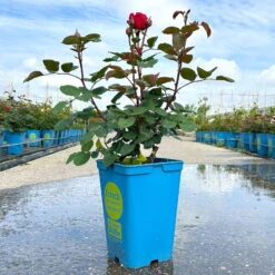 Duftende Edelrose 'Kölle's Rosensymphonie'®, Kräftig Pink, Topf 6 Liter