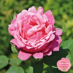 Duftende Edelrose 'Elbflorenz®', Fuchsiarot, Topf 6 Liter