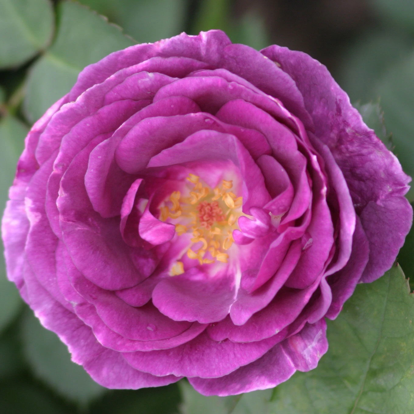 Duftende Beetrose 'Minerva®', Violett, Doppelbogen, Topf 10 Liter 4 Duftende Beetrose 'Minerva®', Violett, Doppelbogen, Topf 10 Liter – Bild 4