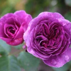 Duftende Beetrose 'Minerva®', Violett, Doppelbogen, Topf 10 Liter 15 Duftende Beetrose 'Minerva®', Violett, Doppelbogen, Topf 10 Liter -Stihl Pflanzen Verkauf 0460200858 Minerva Premium Beetrose Co6lt lila Duftrosen 3 118847