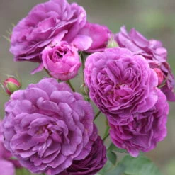 Duftende Beetrose 'Minerva®', Violett, Doppelbogen, Topf 10 Liter 17 Duftende Beetrose 'Minerva®', Violett, Doppelbogen, Topf 10 Liter -Stihl Pflanzen Verkauf 0460200858 Minerva Premium Beetrose Co6lt lila Duftrosen 4 118849