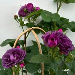 Duftende Beetrose 'Minerva®', Violett, Doppelbogen, Topf 10 Liter 18 Duftende Beetrose 'Minerva®', Violett, Doppelbogen, Topf 10 Liter -Stihl Pflanzen Verkauf 0460851125 rose minerva premium doppelbogen 5 124628