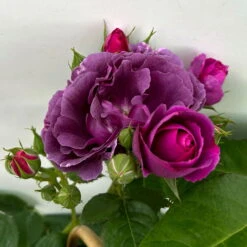 Duftende Beetrose 'Minerva®', Violett, Doppelbogen, Topf 10 Liter 21 Duftende Beetrose 'Minerva®', Violett, Doppelbogen, Topf 10 Liter -Stihl Pflanzen Verkauf 0460851125 rose minerva premium doppelbogen 6 124631