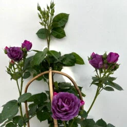 Duftende Beetrose 'Minerva®', Violett, Doppelbogen, Topf 10 Liter 20 Duftende Beetrose 'Minerva®', Violett, Doppelbogen, Topf 10 Liter -Stihl Pflanzen Verkauf 0460851125 rose minerva premium doppelbogen 7 124630