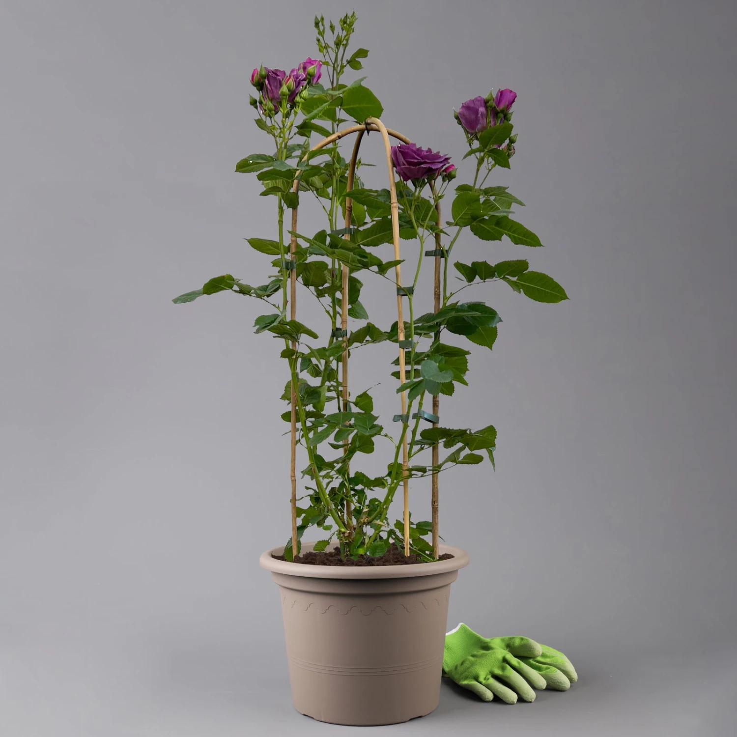 Duftende Beetrose 'Minerva®', Violett, Doppelbogen, Topf 10 Liter 2 Duftende Beetrose 'Minerva®', Violett, Doppelbogen, Topf 10 Liter – Bild 2