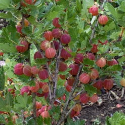 Naschgarten Beeren-Mix, 5er-Set, Höhe 35 Cm, Topf 2 Liter -Stihl Pflanzen Verkauf 0480800266 Stachelbeeren Set gruen rot Co2lt 75782