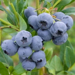 Heidelbeere 'Reka'®, 5er-Set, Höhe 40-60 Cm, Topf 5 Liter