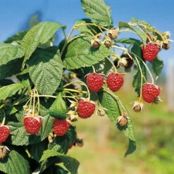 Herbsthimbeeren, 'Blissy® Autumn Bliss', 4er-Set, Topf Je 2 Liter