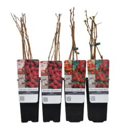 Herbsthimbeeren, Blissy® Autumn Bliss + Zefa 3, 4er-Set, Topf Je 2 Liter -Stihl Pflanzen Verkauf 0480900186 Herbst Himbeeren Autumn BlissZefa 3 Co 2 lt WEB 4 89610
