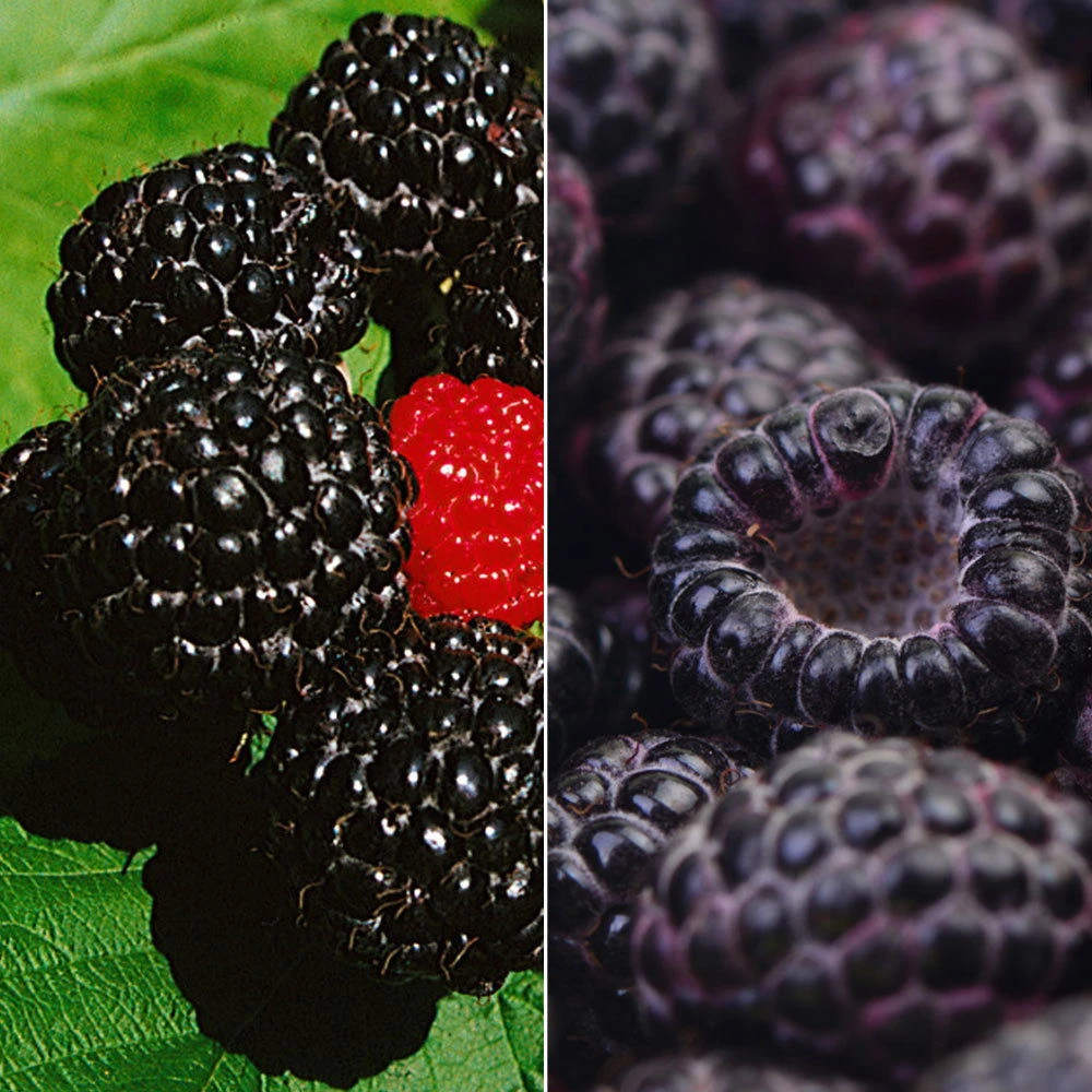 Himbeer-Set 'Dunkle Früchtchen', 4er-Set, Topf Je 2 Liter 1 Himbeer-Set 'Dunkle Früchtchen', 4er-Set, Topf Je 2 Liter