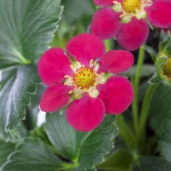 Erdbeere 'Fragoo® Toscana', Frühreif & öftertragend, Ampeltopf-Ø 27 Cm 7 Erdbeere 'Fragoo® Toscana', Frühreif & öftertragend, Ampeltopf-Ø 27 Cm -Stihl Pflanzen Verkauf 0480910279 Toscana Erdbeerampel 27er Topf 2 111241