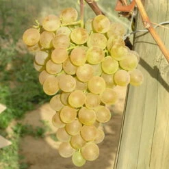 Tafeltraube 'Fanny®' -Stihl Pflanzen Verkauf 0480930125 Koelles Beste Tafeltraube Fanny weiss RGB 7007