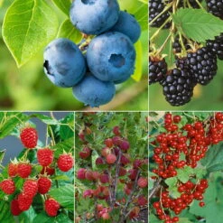 Naschgarten Beeren-Mix, 5er-Set, Höhe 35 Cm, Topf 2 Liter