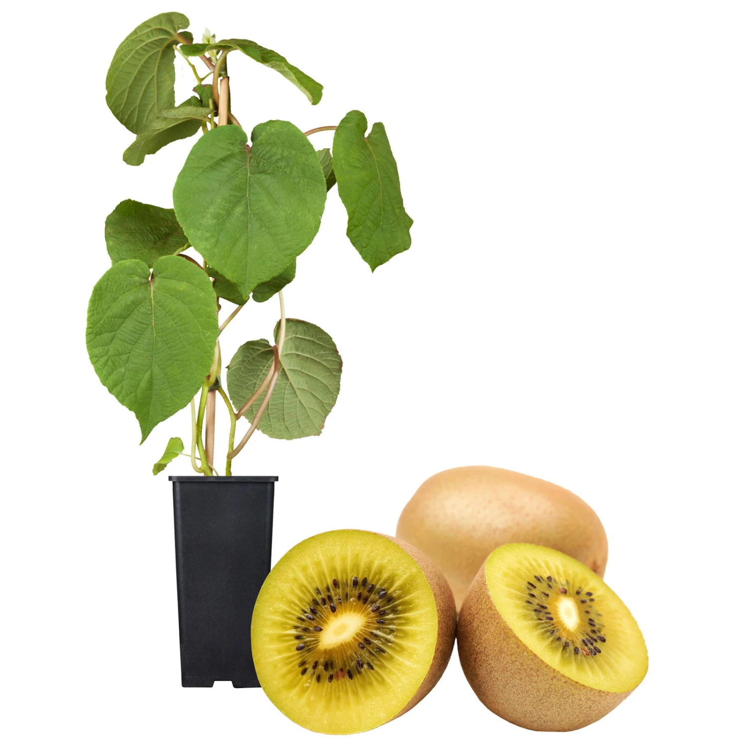 Gelbfruchtige Kiwi 'Golden Kiwi', 2er-Set, Topf 15 Cm Ø 3 Gelbfruchtige Kiwi 'Golden Kiwi', 2er-Set, Topf 15 Cm Ø – Bild 3