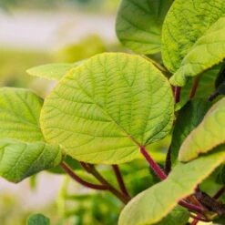 Grünfruchtige Kiwi 'Hayward', 2er-Set, Topf 15 Cm Ø -Stihl Pflanzen Verkauf 0480960141 0480960142 Hayward 87665