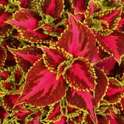 Buntnessel 'Hollywood Boulevard' Dunkelrot-pink-grün, Topf-Ø 12 Cm, 6er-Set