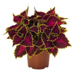 Buntnessel 'Hollywood Boulevard' Dunkelrot-pink-grün, Topf-Ø 12 Cm, 6er-Set -Stihl Pflanzen Verkauf 0610180255 Solenostemon scut T12 Hollywood Boulevard 6er Set WS 3 94330