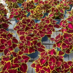 Buntnessel 'Hollywood Boulevard' Dunkelrot-pink-grün, Topf-Ø 12 Cm, 6er-Set -Stihl Pflanzen Verkauf 0610180255 Solenostemon scut T12 Hollywood Boulevard 6er Set WS 5 94329