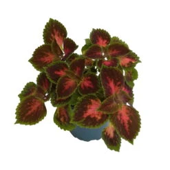 Buntnessel 'Hollywood Boulevard' Dunkelrot-pink-grün, Topf-Ø 12 Cm, 6er-Set -Stihl Pflanzen Verkauf 0610180255 Solenostemon scut T12 Hollywood Boulevard 6er Set WS2 3 96106