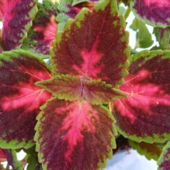 Buntnessel 'Hollywood Boulevard' Dunkelrot-pink-grün, Topf-Ø 12 Cm, 6er-Set -Stihl Pflanzen Verkauf 0610180255 Solenostemon scut T12 Hollywood Boulevard 6er Set WS2 4 96105