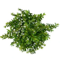 Japanische Scheinmyrte, Farben Zufällig, Topf-Ø 17 Cm, 2er-Set 26 Japanische Scheinmyrte, Farben Zufällig, Topf-Ø 17 Cm, 2er-Set -Stihl Pflanzen Verkauf 0610260038 Cuphea hyssopifolia T17 weiss 2er Set WS 6 93789