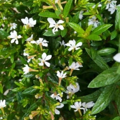 Japanische Scheinmyrte, Farben Zufällig, Topf-Ø 17 Cm, 2er-Set 24 Japanische Scheinmyrte, Farben Zufällig, Topf-Ø 17 Cm, 2er-Set -Stihl Pflanzen Verkauf 0610260038 Cuphea hyssopifolia T17 weiss 2er Set WS 7 93701