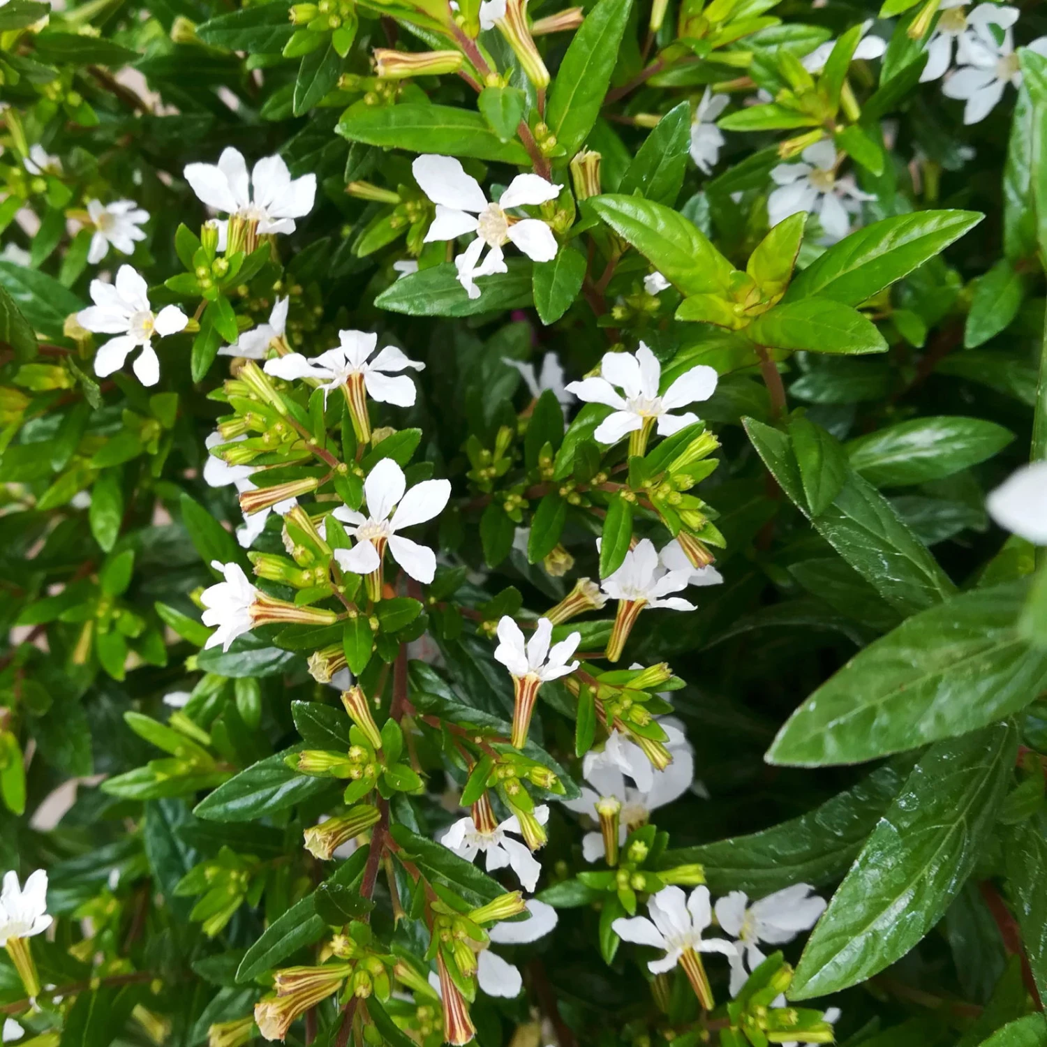 Japanische Scheinmyrte, Farben Zufällig, Topf-Ø 17 Cm, 2er-Set 8 Japanische Scheinmyrte, Farben Zufällig, Topf-Ø 17 Cm, 2er-Set – Bild 8