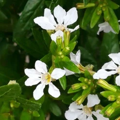 Japanische Scheinmyrte, Farben Zufällig, Topf-Ø 17 Cm, 2er-Set 22 Japanische Scheinmyrte, Farben Zufällig, Topf-Ø 17 Cm, 2er-Set -Stihl Pflanzen Verkauf 0610260038 Cuphea hyssopifolia T17 weiss 2er Set WS 8 93700